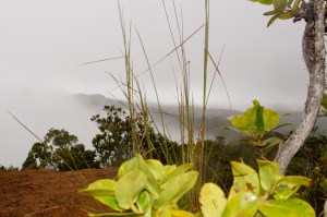 Waimea Canyon: Above the Clouds