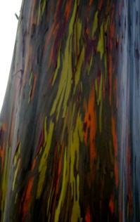 Rainbow Eucalyptus: Most Colourful Trees on Earth