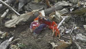 crab