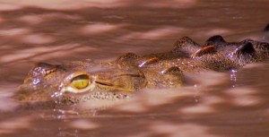 Crocodile of Palo Verde