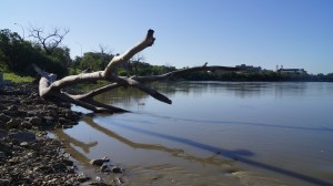 A fallen tree rests on the banks of the Red.