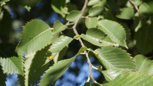Ladybugs enjoy a sunny September morning