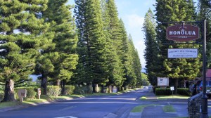 Looking Back from Honolua Store